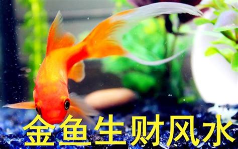 養金魚風水|風水 